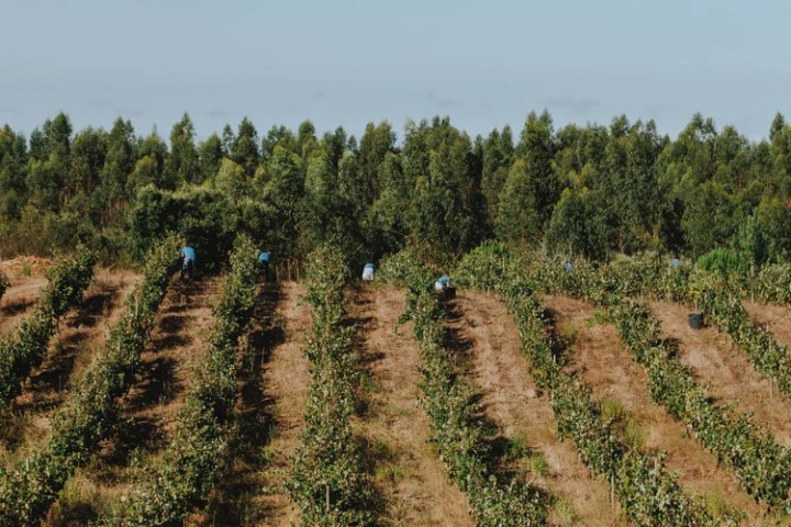 Yoga and wine tasting with healthy snacks Portugal