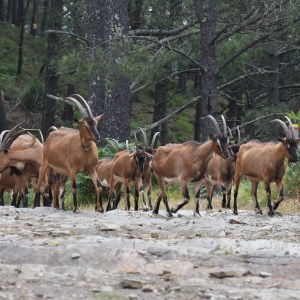 Group of goats with long horns walking in a forested area.