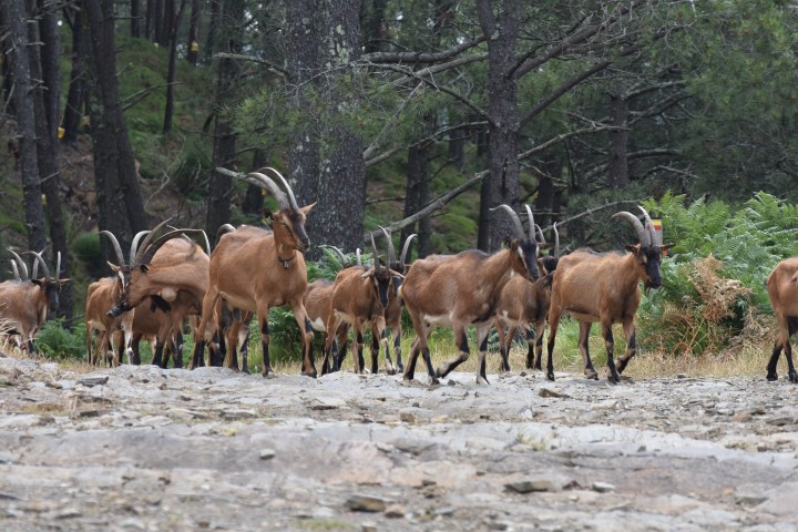 Group of goats with long horns walking in a forested area.