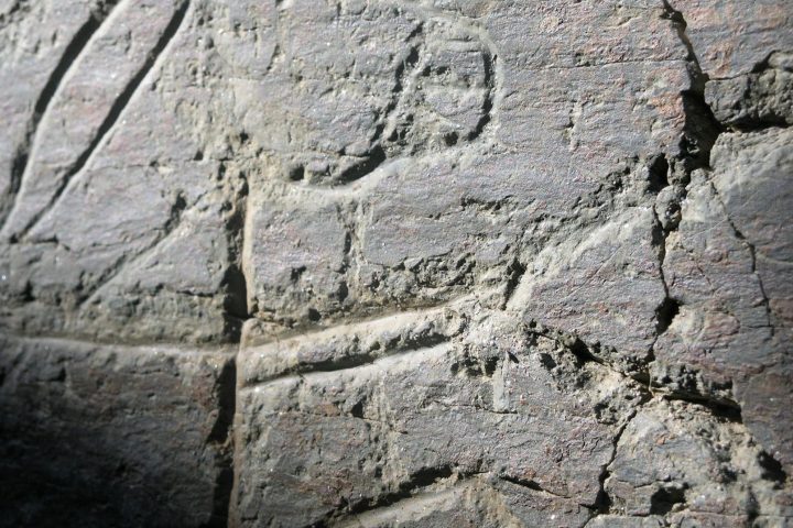 Prehistoric rock art engraving of a horse on schist stone in the Côa Valley, Portugal