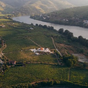 Golden hour vineyards Douro Portugal