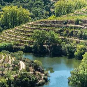 Terraced vineyard hills with lush greenery by a river.