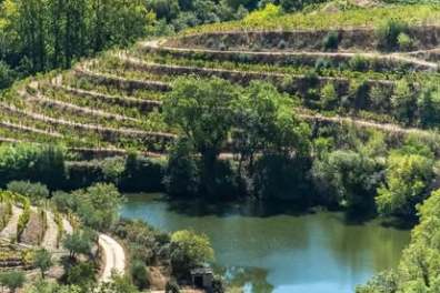 Terraced vineyard hills with lush greenery by a river.