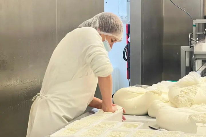 Traditional cheese making process Madeira dairy