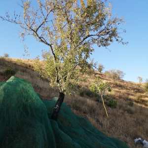 Almond tree covered with a harvest net in Odeleite, Algarve