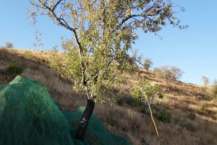 Almond tree covered with a harvest net in Odeleite, Algarve