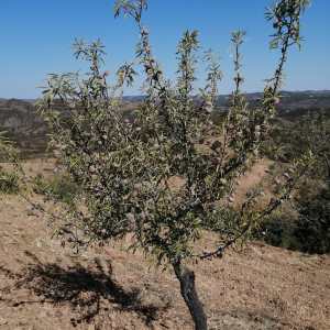Small almond tree with green leaves in a dry, hilly landscape under blue sky.