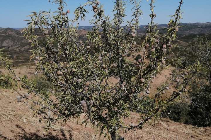 Small almond tree with green leaves in a dry, hilly landscape under blue sky.