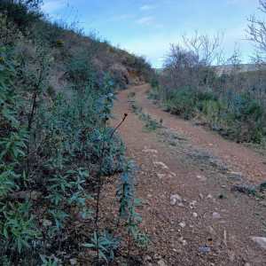 Dirt path through a hilly landscape with sparse vegetation and a blue sky.