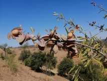 Almond tree covered with a harvest net in Odeleite, Algarve