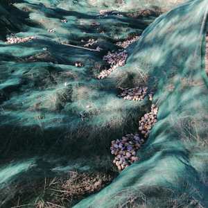 Freshly harvested almonds in their shells, Algarve countryside