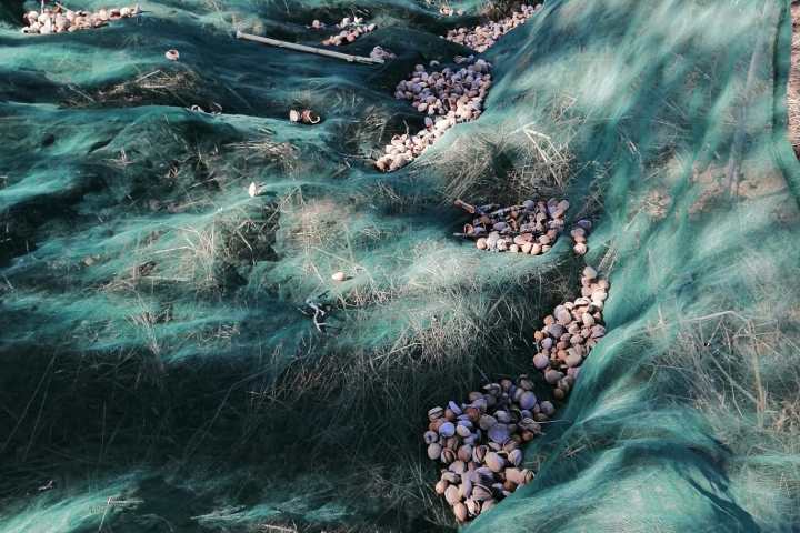 Freshly harvested almonds in their shells, Algarve countryside