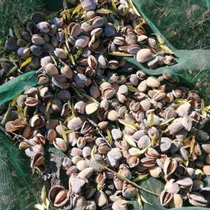 Pile of freshly harvested almonds collected on a net