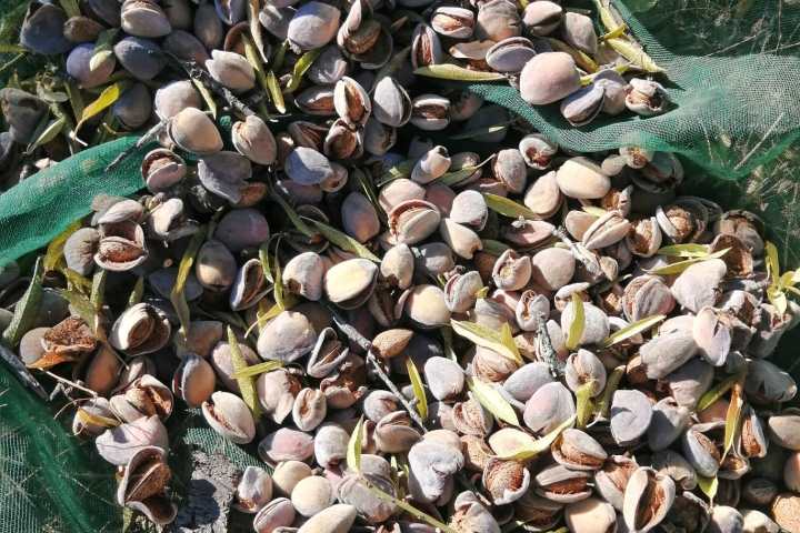 Pile of freshly harvested almonds collected on a net