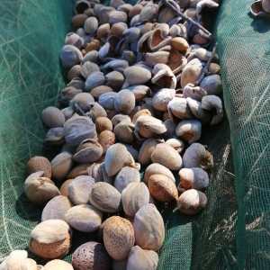 Freshly harvested almonds in their shells, Algarve countryside