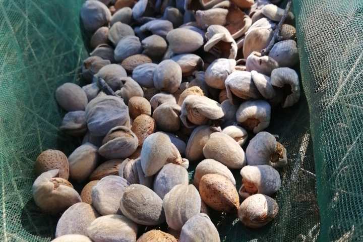 Freshly harvested almonds in their shells, Algarve countryside