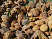 Centuries-old almond tree in the Algarve countryside