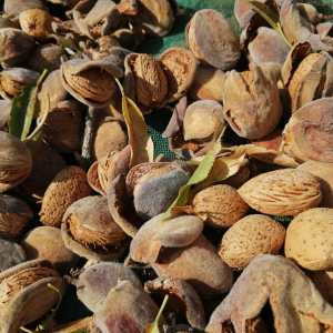 Centuries-old almond tree in the Algarve countryside