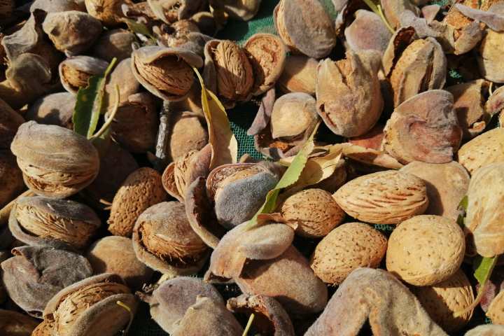 Centuries-old almond tree in the Algarve countryside