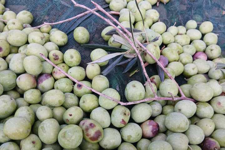 Green and purple olives scattered on a net with branches.