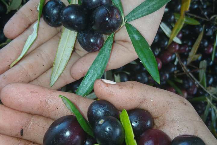 Hand-picked green and black olives gathered in the Algarve