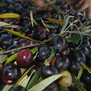 Hand-picked green and black olives gathered in the Algarve