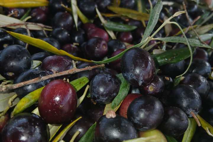 Hand-picked green and black olives gathered in the Algarve
