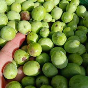 Hand-picked green and black olives gathered in the Algarve