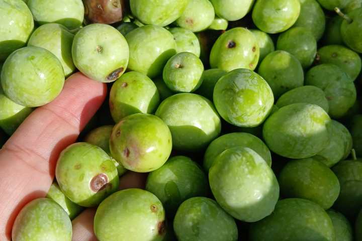 Hand-picked green and black olives gathered in the Algarve
