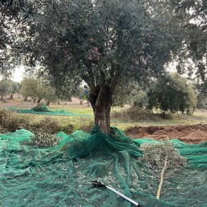 Organic olive grove with wild Galega trees in the Alentejo hills, Colos