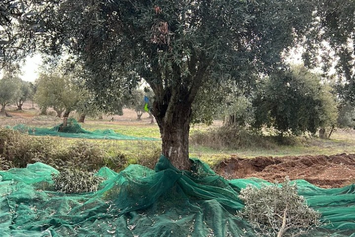 Organic olive grove with wild Galega trees in the Alentejo hills, Colos