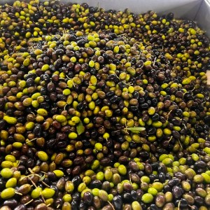 Freshly pressed organic extra virgin olive oil in a glass tasting cup