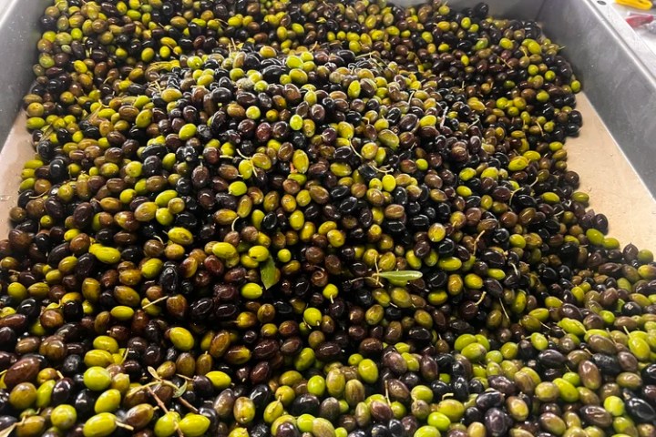 Freshly pressed organic extra virgin olive oil in a glass tasting cup