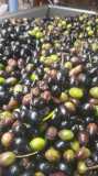Freshly pressed organic extra virgin olive oil in a glass tasting cup
