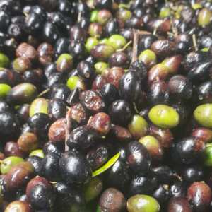 Freshly pressed organic extra virgin olive oil in a glass tasting cup