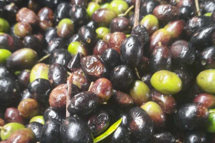 Freshly pressed organic extra virgin olive oil in a glass tasting cup
