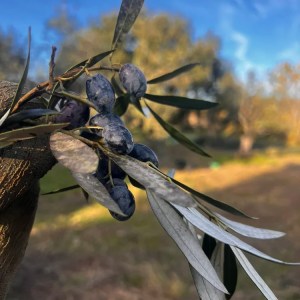 Close-up of olives on a branch with blurred trees and sky in the background.