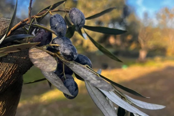 Close-up of olives on a branch with blurred trees and sky in the background.