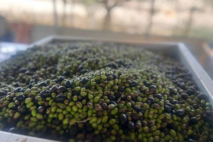 Pile of green and black olives in a metal container.