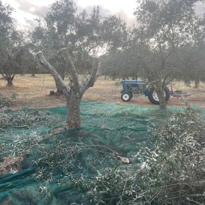 Wide view of olive groves in the Alentejo hills near Colos, Odemira