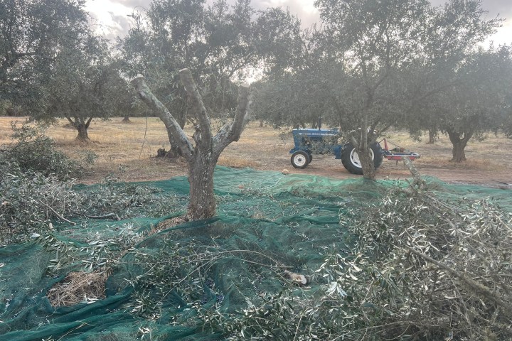 Wide view of olive groves in the Alentejo hills near Colos, Odemira
