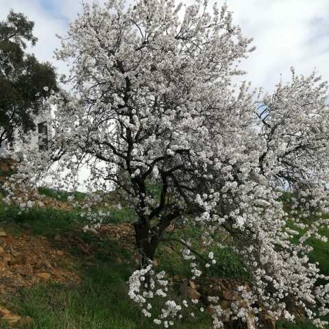 White and pink almond blossoms on a tree branch in Odeleite