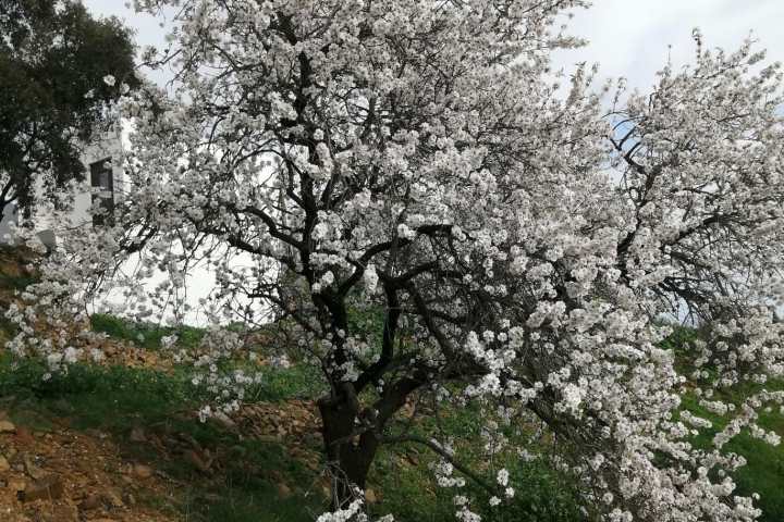 White and pink almond blossoms on a tree branch in Odeleite