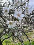 Blooming almond tree on a hillside in the Algarve, Portugal