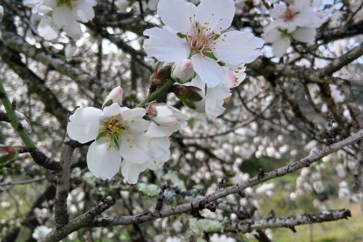 Blooming almond tree on a hillside in the Algarve, Portugal