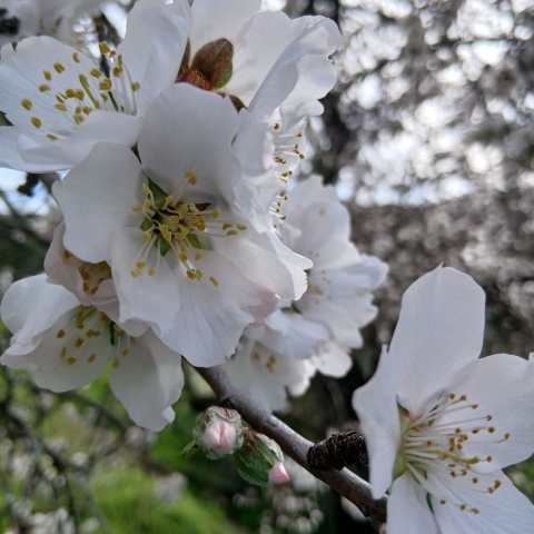 Almond tree covered in white blossoms with green hillside backdrop