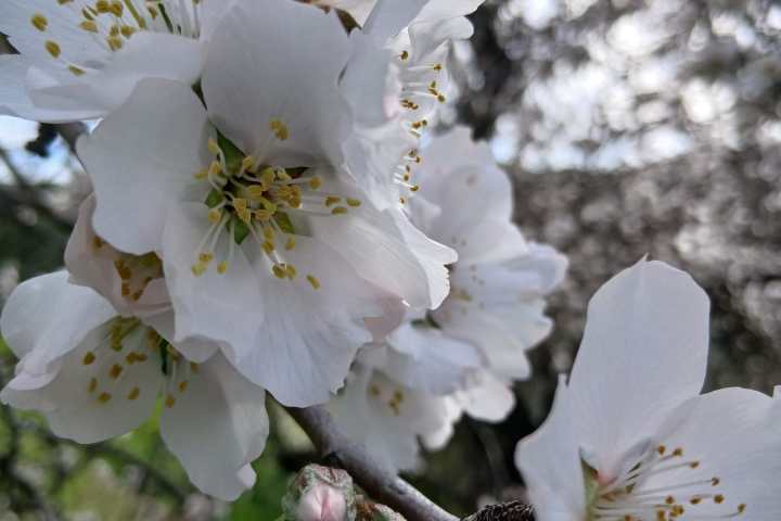 Almond tree covered in white blossoms with green hillside backdrop