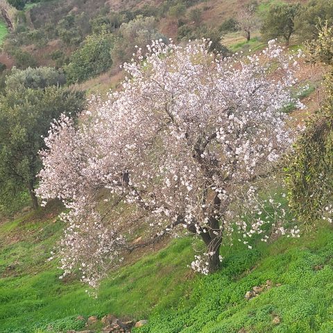 White and pink almond blossoms on a tree branch in Odeleite