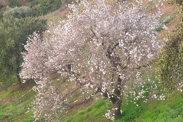 White and pink almond blossoms on a tree branch in Odeleite