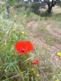 Red poppy flower in a grassy field with distant trees.